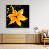 Orange Tulip