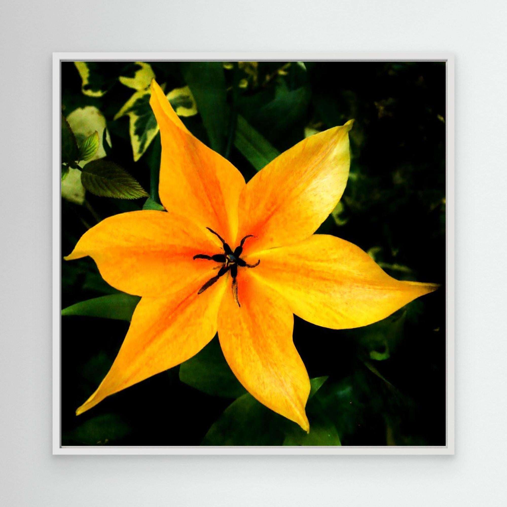 Tulip Orange Emperor