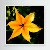Tulip Orange Emperor