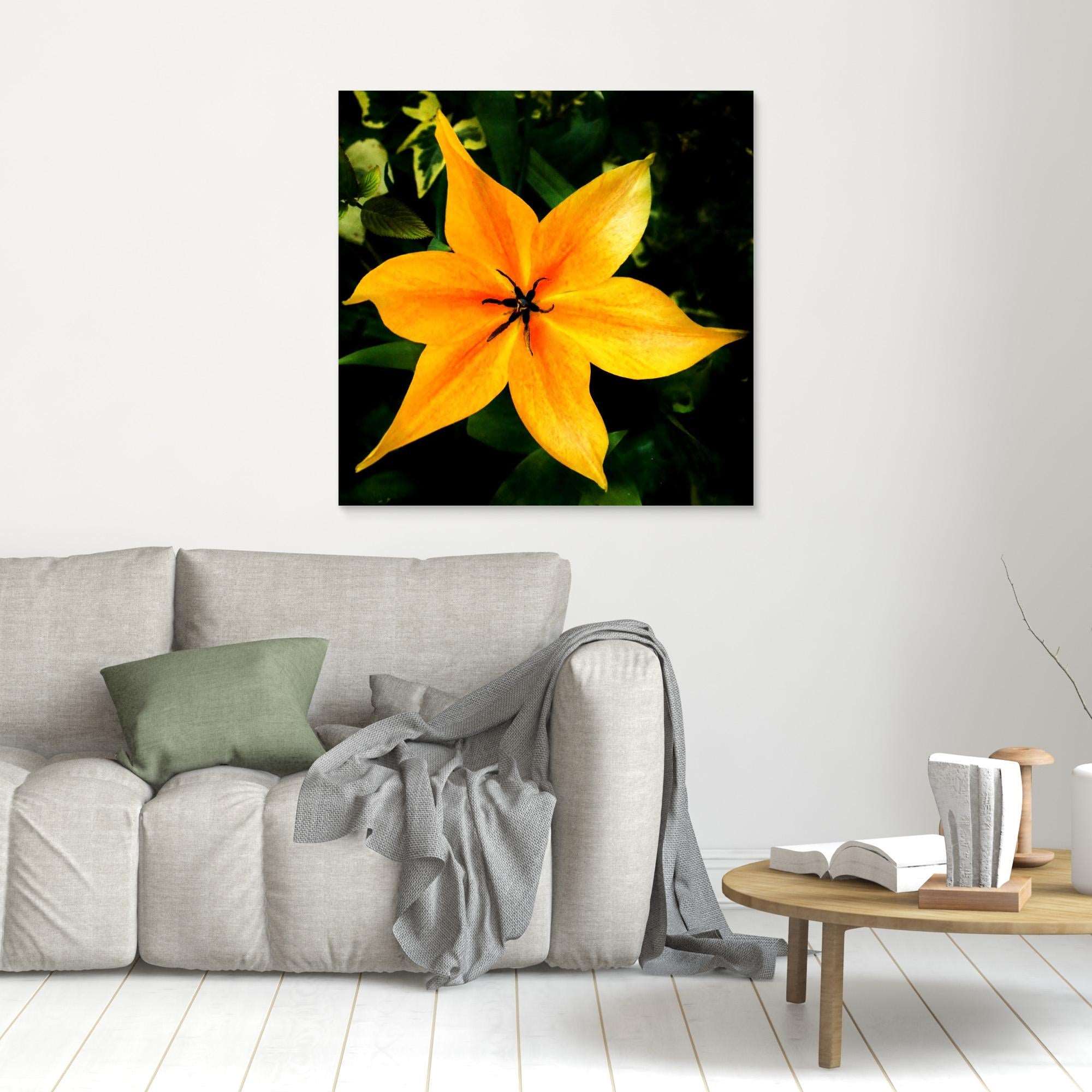 Orange Tulip