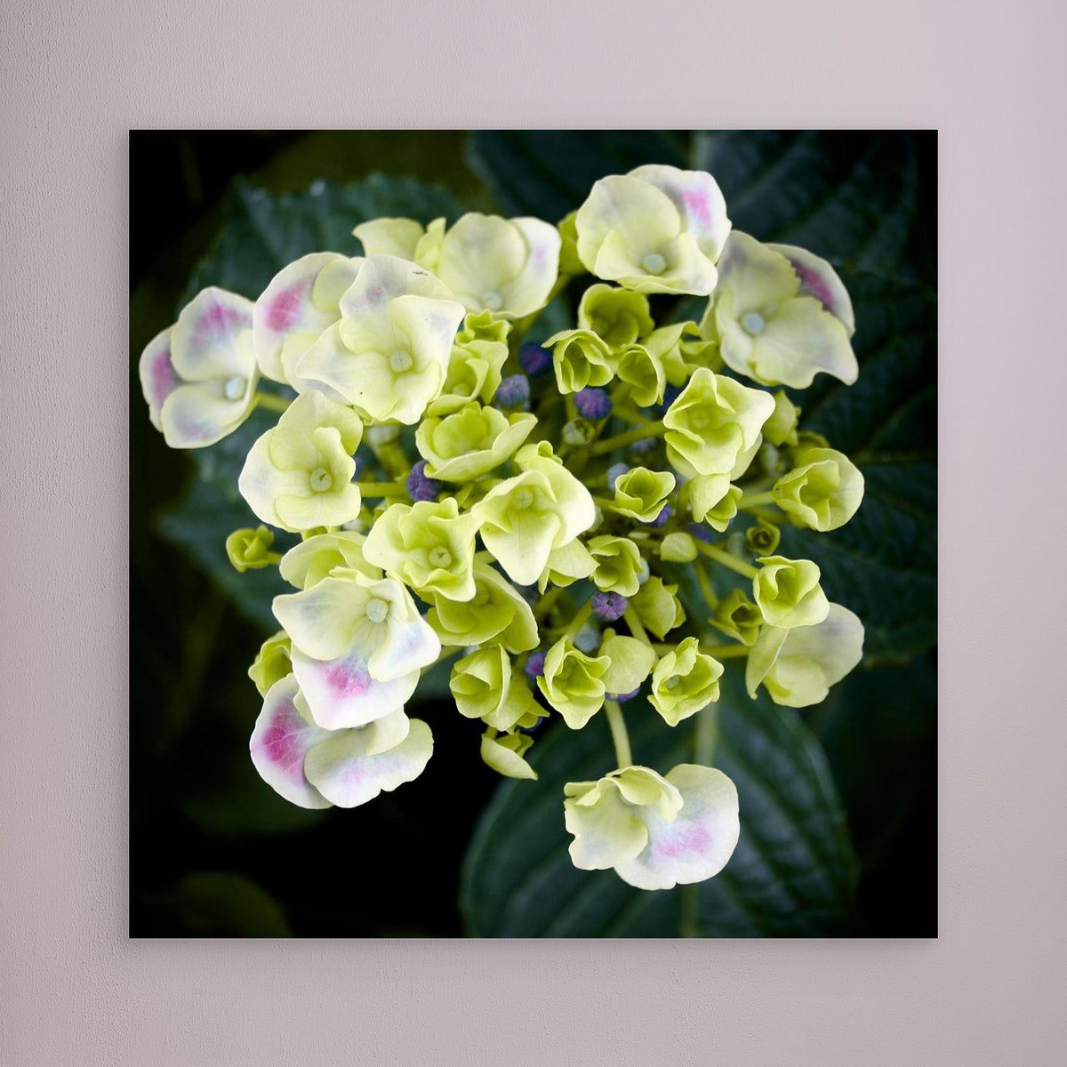 Beautiful Hydrangea Plant