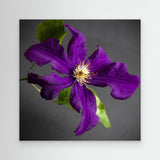 Plant Clematis