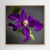 Plant Clematis