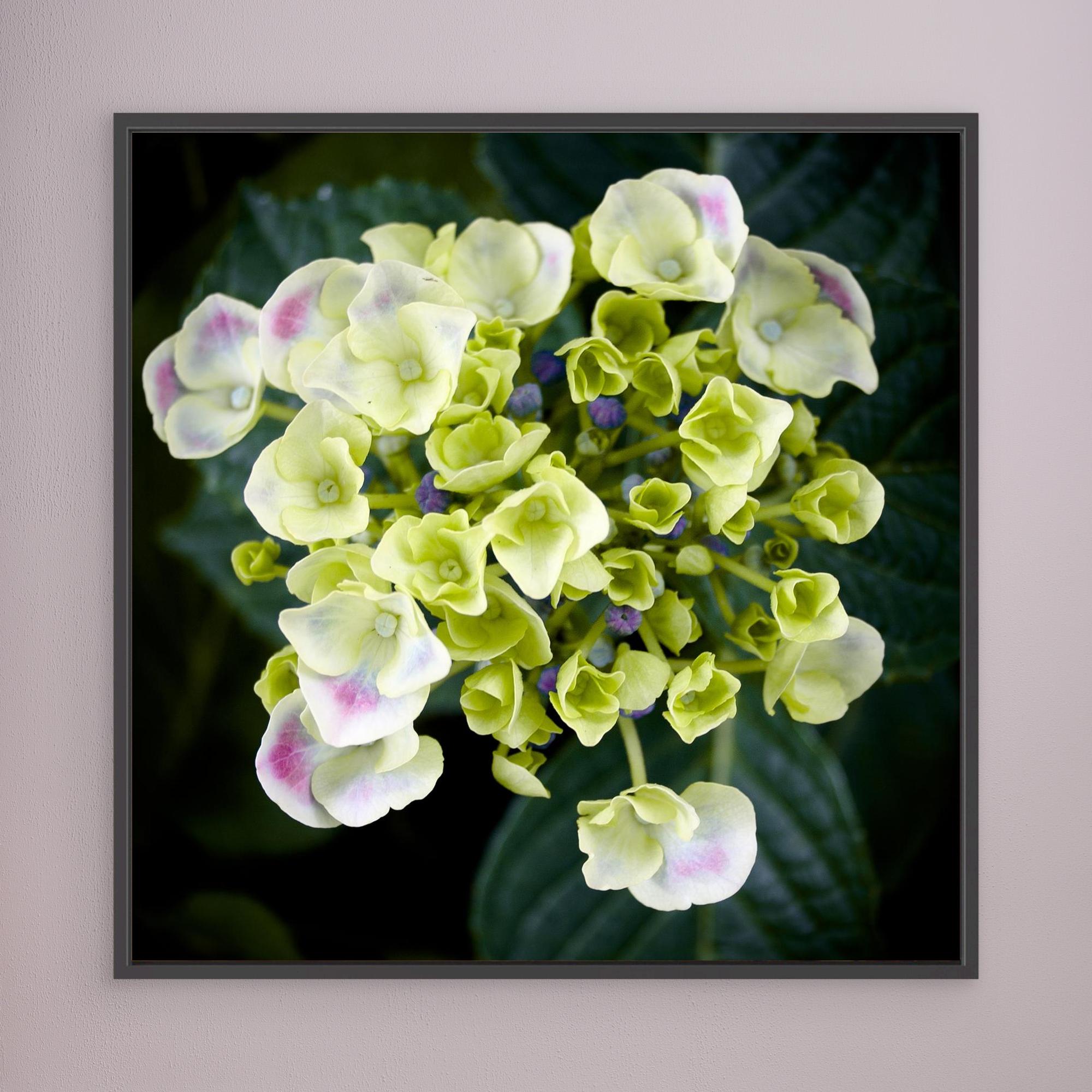 Beautiful Hydrangea Plant