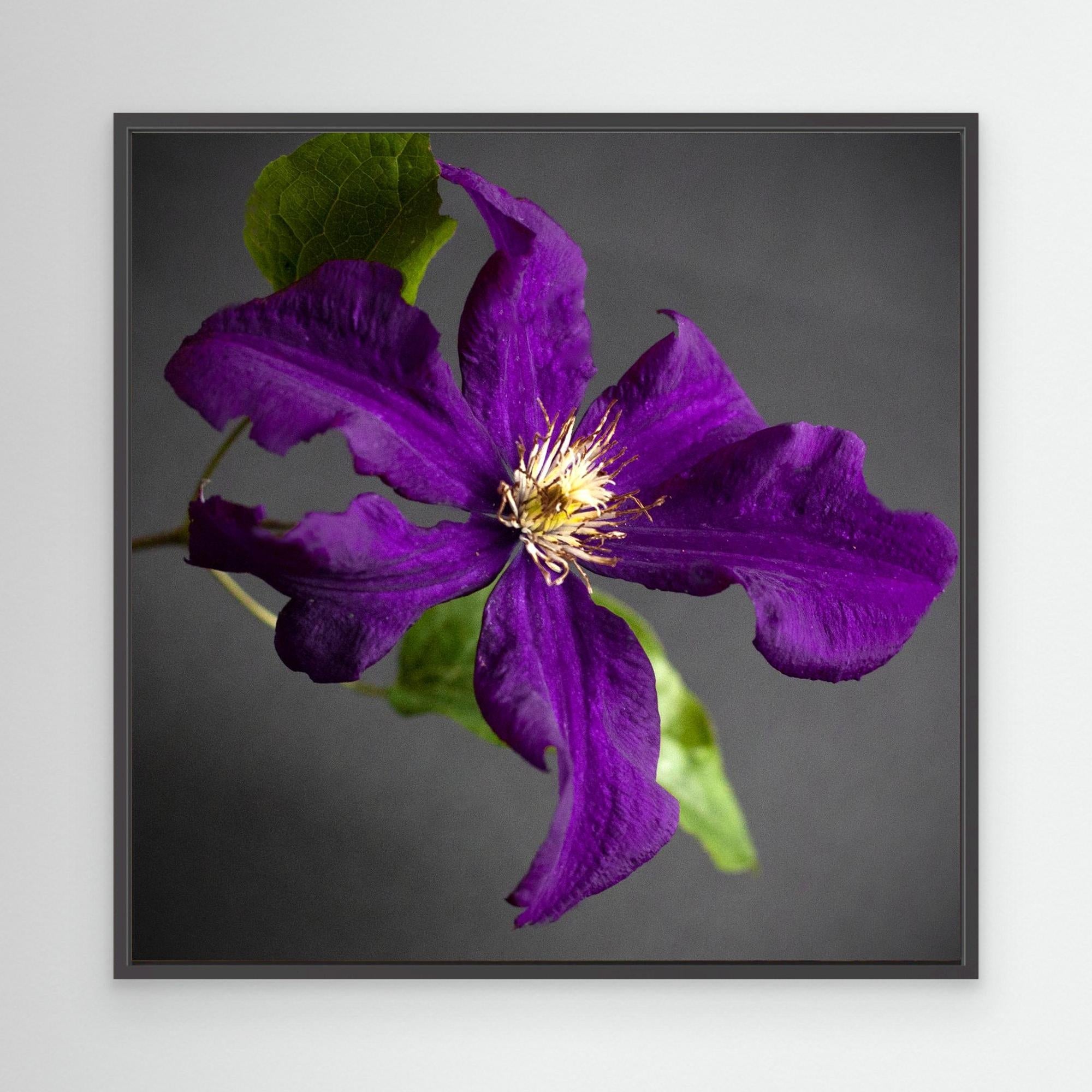 Plant Clematis