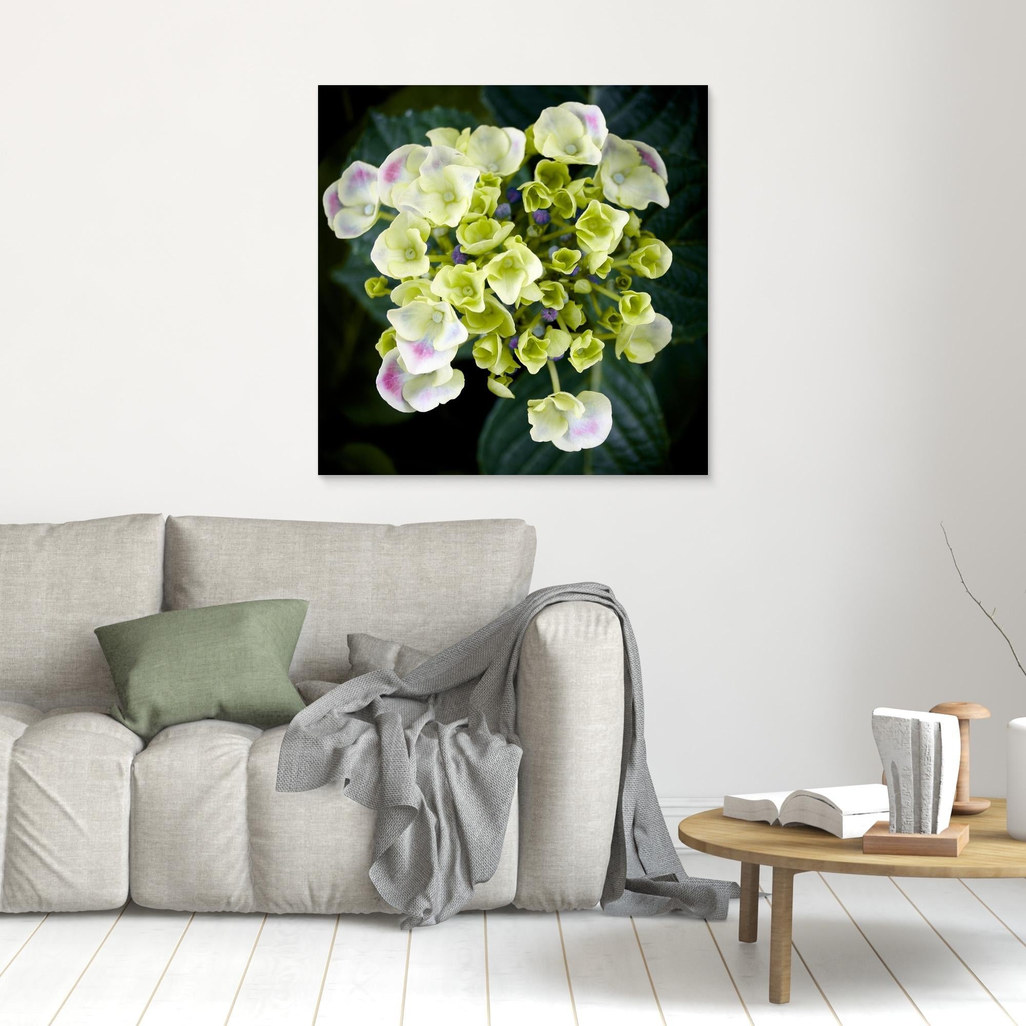 Beautiful Hydrangea Plant