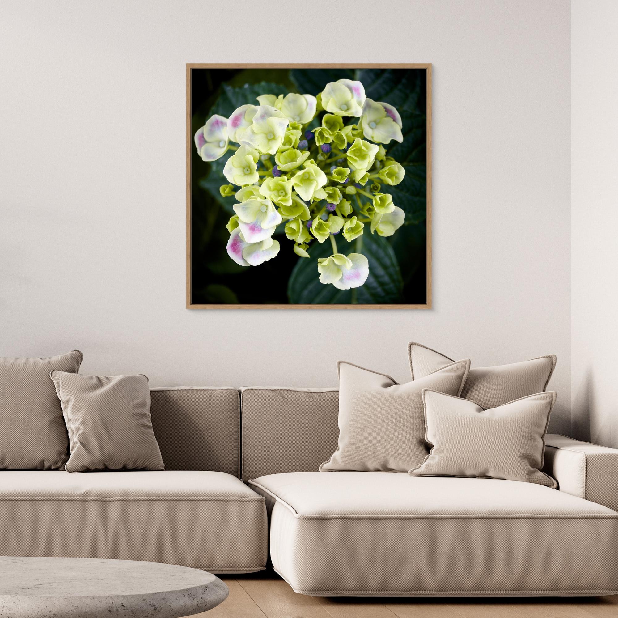 Beautiful Hydrangea Plant