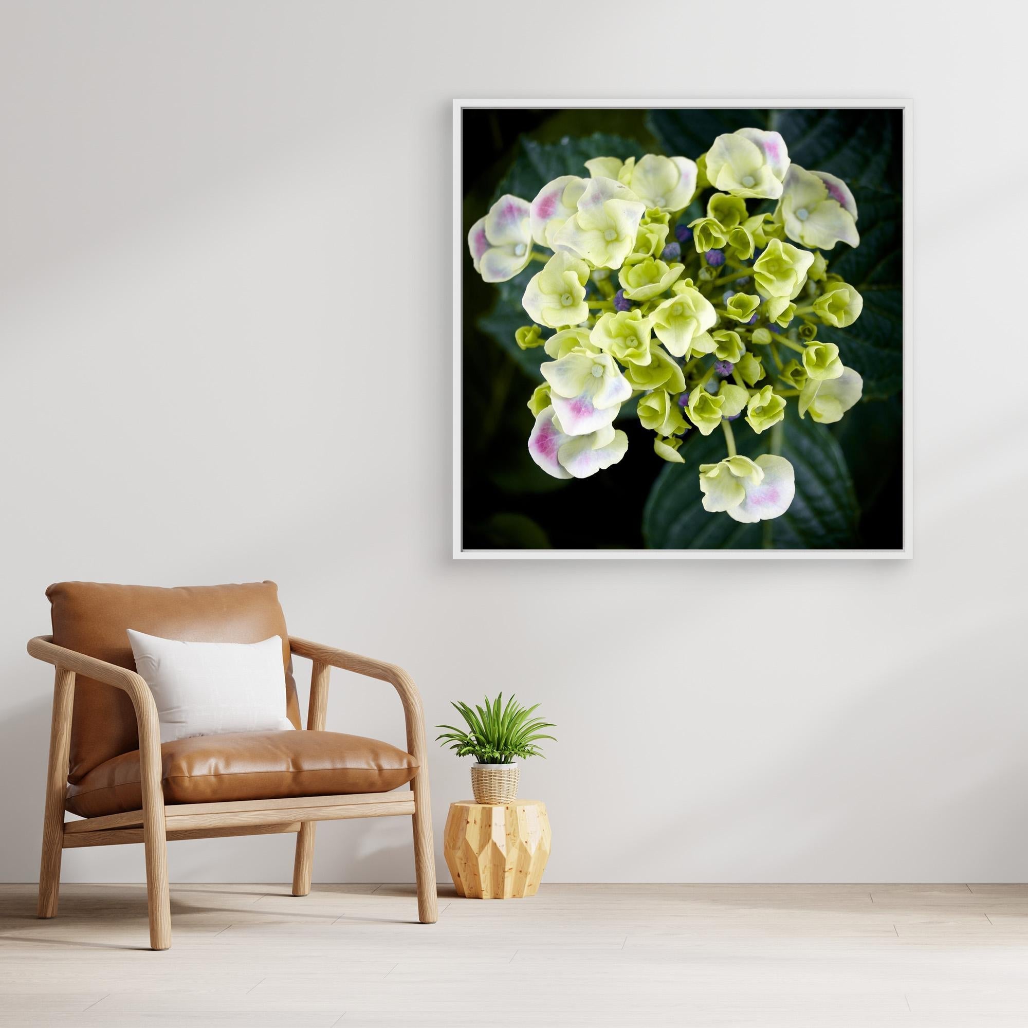 Beautiful Hydrangea Plant