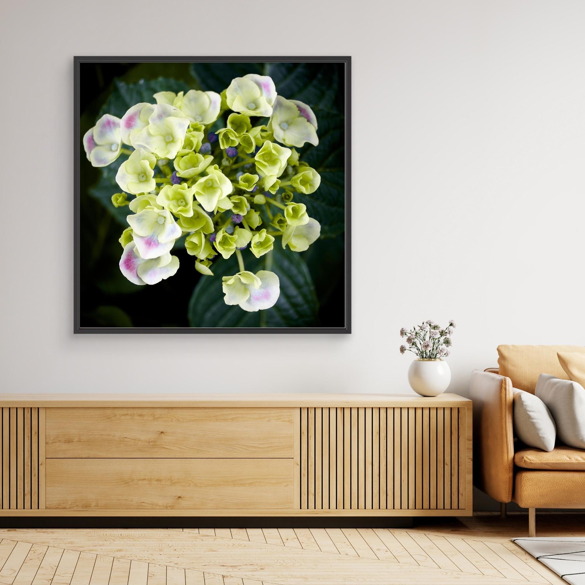 Beautiful Hydrangea Plant