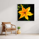 Orange Tulip