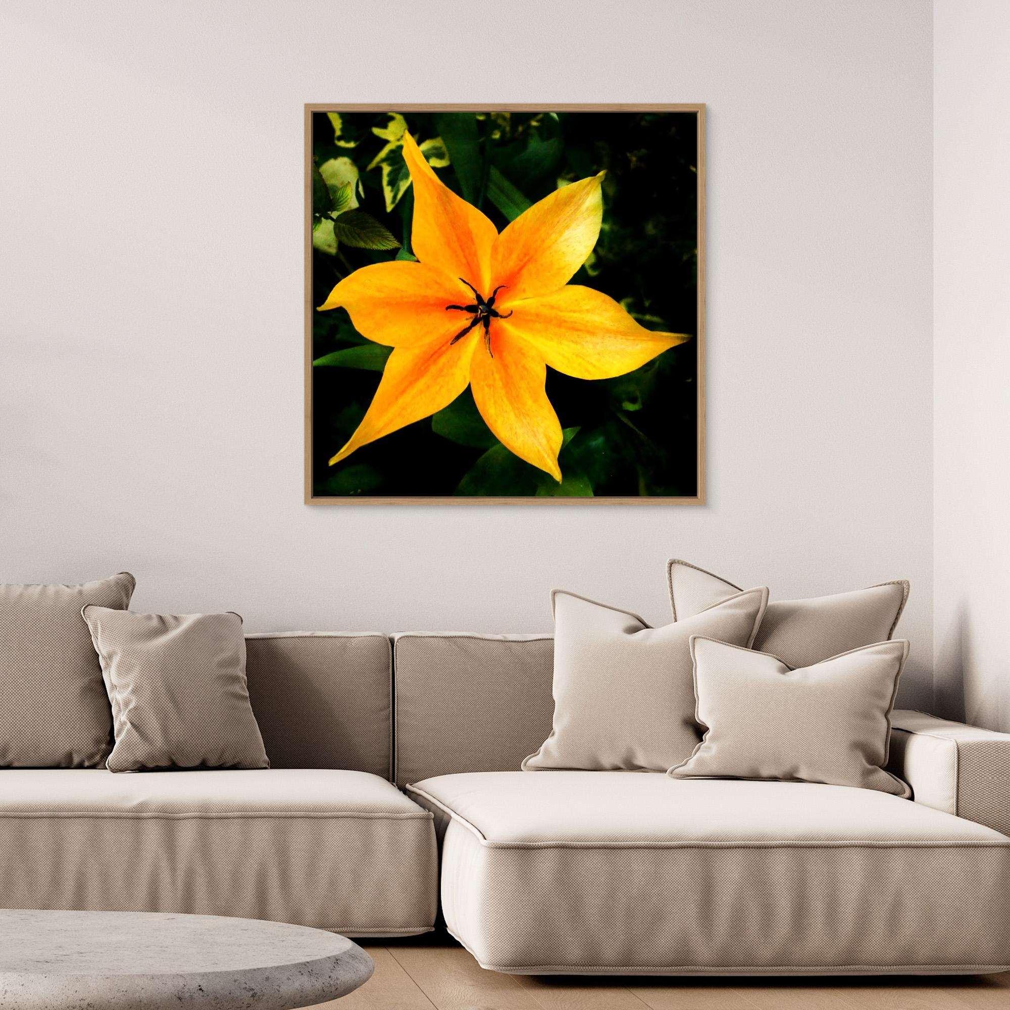 Orange Tulip