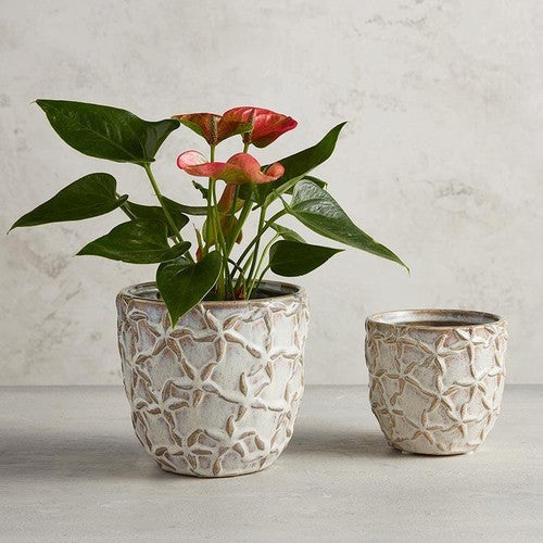 Starfish Embossed Pot