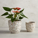 Starfish Embossed Pot