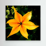 Tulip Orange Emperor