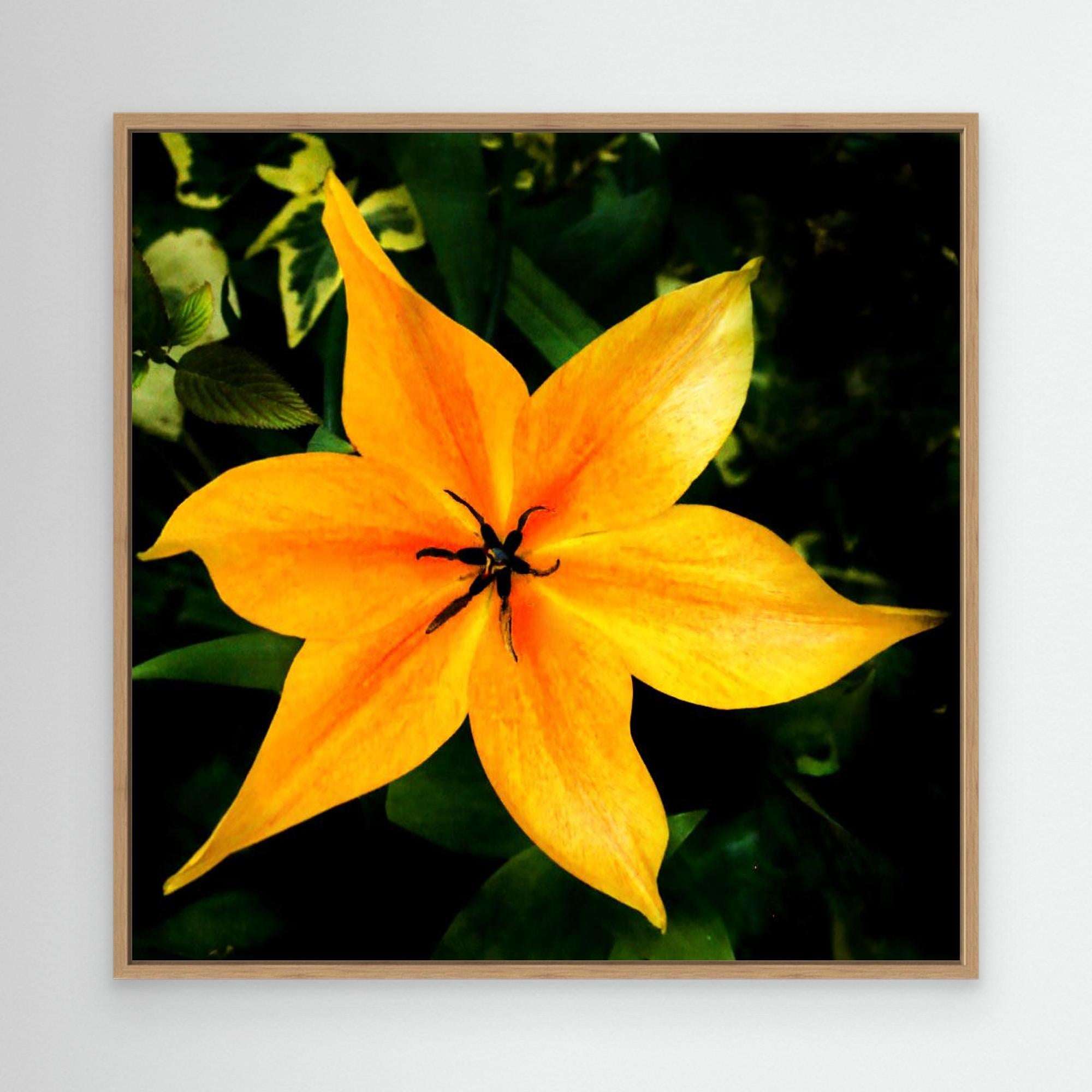 Tulip Orange Emperor