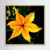 Tulip Orange Emperor
